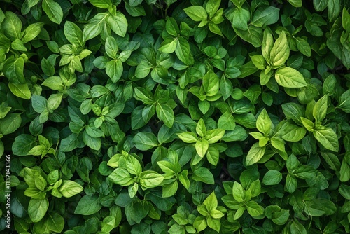 Wallpaper Mural Lush green leaves creating a vibrant natural backdrop. Torontodigital.ca