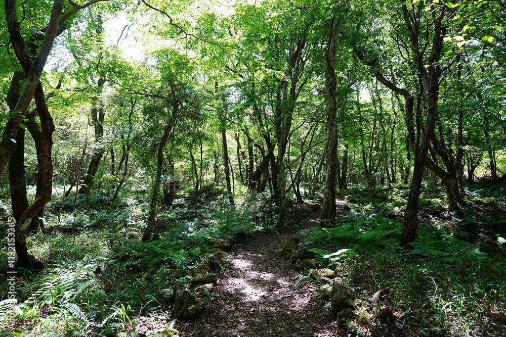 Fototapeta premium refreshing autumn forest and path in the sunlight