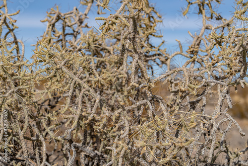 Mojave National Preserve , San Bernardino County, California. Mojave Desert / Kelso Mountains.  Cylindropuntia ramosissima, diamond cholla and branched pencil cholla.