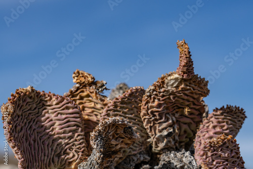 Opuntia basilaris var. basilaris. Opuntia basilaris, the beavertail cactus or beavertail pricklypear, Mojave National Preserve , San Bernardino County, California. Mojave Desert / Kelso Mountains photo