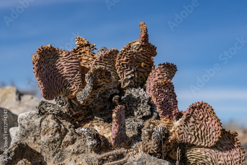 Opuntia basilaris var. basilaris. Opuntia basilaris, the beavertail cactus or beavertail pricklypear, Mojave National Preserve , San Bernardino County, California. Mojave Desert / Kelso Mountains photo