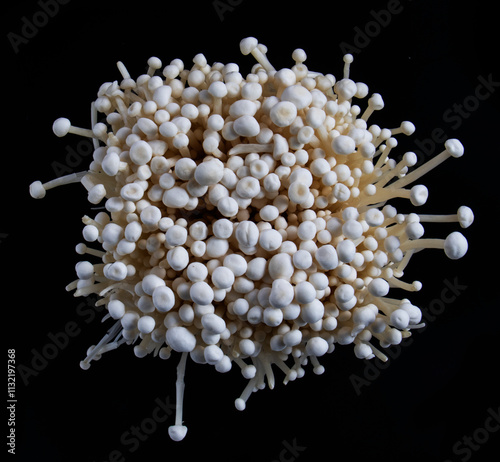 Mushroom, fungi, medicinal herb, jellyfish, bacteria, microorganism, male health, cell, single cell, multicellular, water plant, Mars, extraterrestrial organism, extraterrestrial plant, plant, rhizome