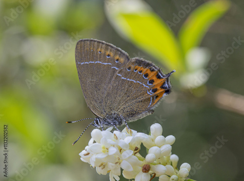 Satyrium pruni