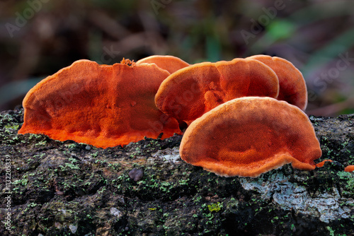 Bright orange Pycnoporus coccineus mushrooms emerge in autumn. photo