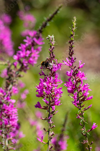 Beautiful purple wildflower standing tall amidst a vibrant green background during a sunny day in a natural habitat