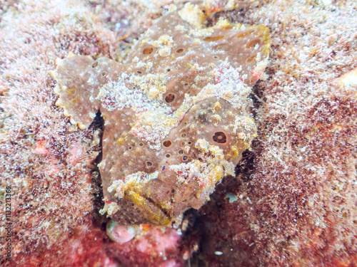 エスカ（触手）を振って魚を呼び寄せて狩る、巨大なオオモンカエルアンコウ（カエルアンコウ科）。
英名学名：Giant Frogfish, Antennarius commersoni
自分よりも大きな獲物でも、１０倍に広がる大きな口で丸呑みにする。
その速度は0.0001秒。生物界最速のハンターである。

静岡県伊豆半島賀茂郡南伊豆町中木ヒリゾ浜2024年
 photo