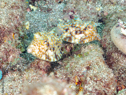 ペアでいる
可愛いシマウミスズメ（ハコフグ科）の幼魚他。
英名学名：Thornback cowfish (Lactoria fornasini) 
静岡県伊豆半島賀茂郡南伊豆町中木ヒリゾ浜2024年
 photo