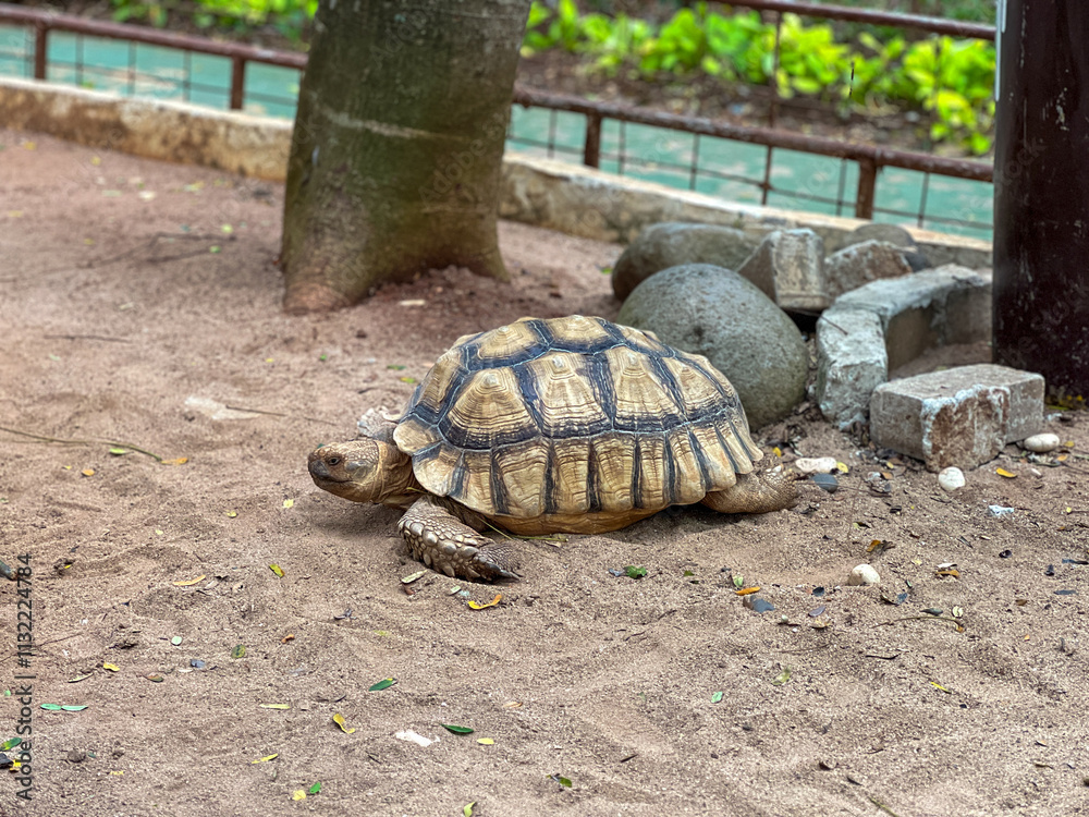 Obraz premium A large African spurred tortoise or Centrochelys sulcata with a patterned shell walks on a sandy path in it's enclosure, with a tree trunk and rocks in the background.