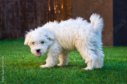 Three-month-old Maltese puppy standing on the grass and sticking out tongue.