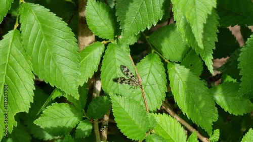 The common scorpionfly is a species of insect in the scorpionfly order. A small insect with distinctive patterns rests on bright green foliage in a forest setting. Sunlight filters through the leaves,