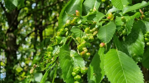 Green leaves of beech with galls, abnormal growths on the plant organ. They can be caused by pests such as viruses, bacteria, fungi, arthropods, nematodes, beetles.