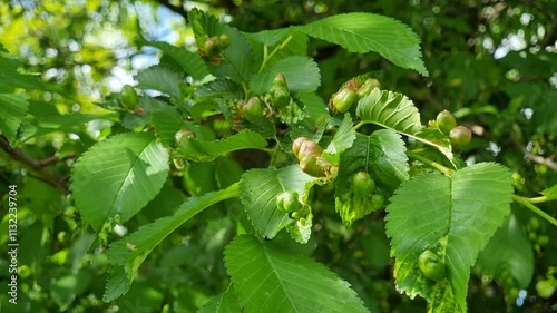 Green leaves of beech with galls, abnormal growths on the plant organ. They can be caused by pests such as viruses, bacteria, fungi, arthropods, nematodes, beetles.