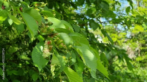 Green leaves of beech in the forest with galls, pathological formations on the plant organ. They can be caused by pests such as viruses, bacteria, fungi, arthropods, nematodes, beetles.