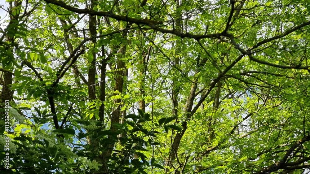 Dense leaves blanket tree branches, creating a vibrant green canopy. Sunlight filters through the foliage, illuminating the tranquil atmosphere of a serene forest in spring.