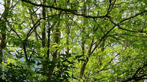 Dense leaves blanket tree branches, creating a vibrant green canopy. Sunlight filters through the foliage, illuminating the tranquil atmosphere of a serene forest in spring.