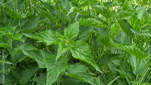 Numerous green nettle plants are thriving in a lush, natural landscape. The rich foliage indicates healthy growth in a vibrant, sunny environment during springtime.