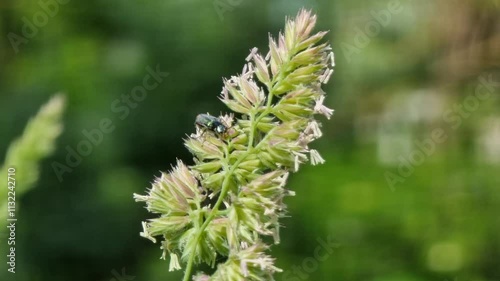 A detailed look at a Malachiidae beetle sitting on a blossom of grass on a sunny day in a lush garden. Nature demonstrates its beauty and activity. Melyridae photo