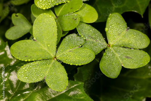 Shamrock leaves with morning dew photo