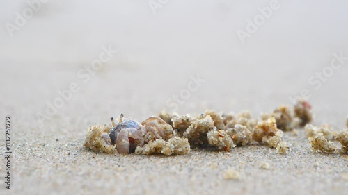 Sand bubbler crab come out of its burrow, forage for food, feed by filtering sand through mouthparts on the sandy beach surrounded by round sand pellets formed from foraging activities photo