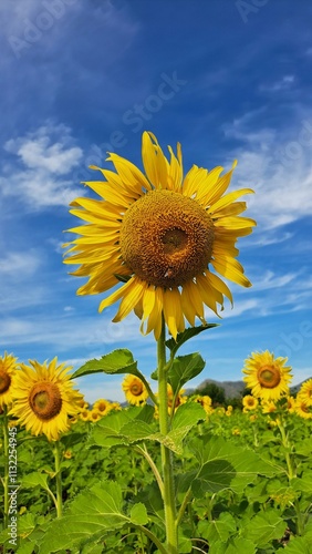 Foto sunflower