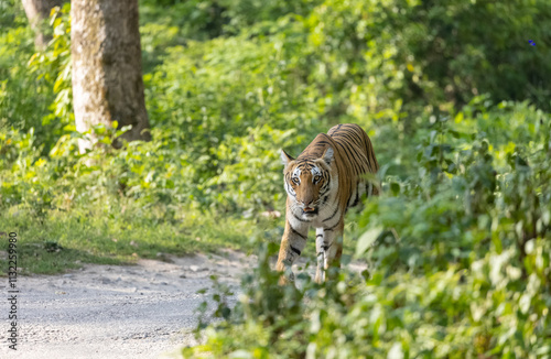 Female tigress (Panthera tigris) walking on jungle road with natural green background of forest. photo