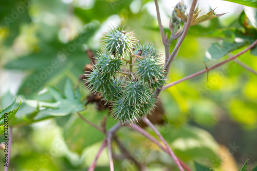 Ricinus communis, the castor bean or castor oil plant, Green seeds Castor oil plant