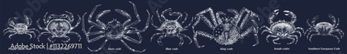Edible types of crabs vector illustration