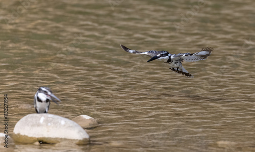 Pied Kingfisher (Ceryle rudis) bird in the forest of corbett. photo