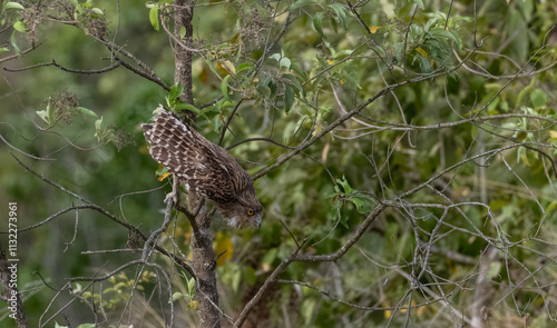 Brown Fish Owl (Bubo zeylonensis) perching in forest at jim corbett. photo