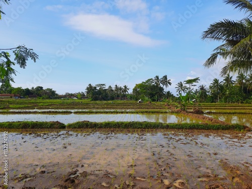 a stretch of rice field that has just been planted with rice with water pooling on the muddy ground. The reflection of the bright blue sky is visible on the surface of the rice field water. photo