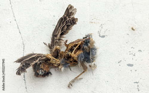 Decomposed carcass of a dead bird