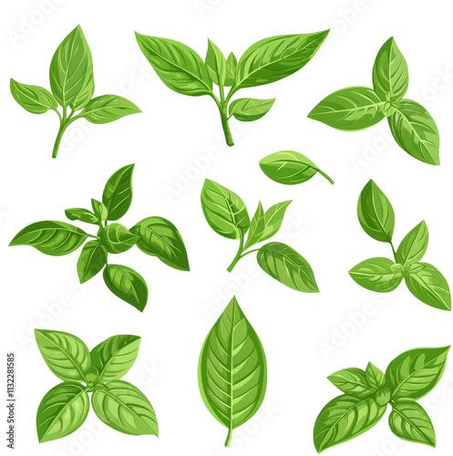 green basil