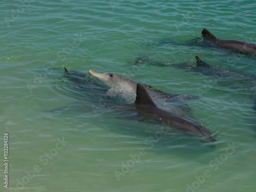 Indo-Pacific Bottlenose Dolphin (Tursiops aduncus) in Australia photo