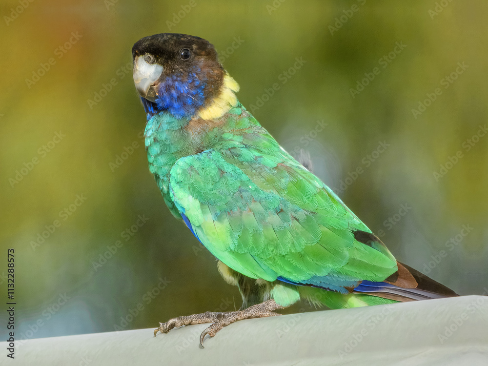 Obraz premium Port Lincoln Australian Ringneck Parrot (Barnardius zonarius zonarius) in Australia