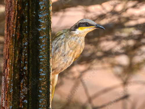 Singing Honeyeater (Lichenostomus virescens) in Australia photo