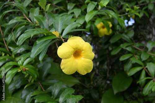 Close up view of a large yellow colored golden trumpet flower blooming in the garden