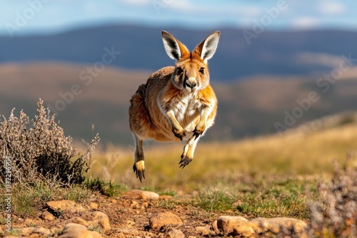 Kangaroo mid-air leap with blurred background photo