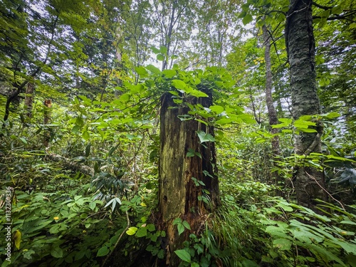 Obraz na płótnie 北海道の原生林 切り株から葉が生える 利尻山 w salonie