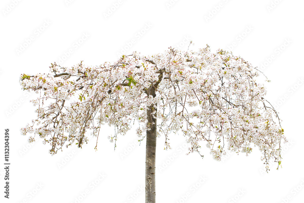 Fototapeta premium Cherry tree with spring flowers isolated on white background
