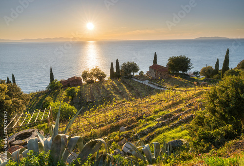 Tableau sur toile Weingärten an der Westküste der Insel Elba, Toskana, Italien