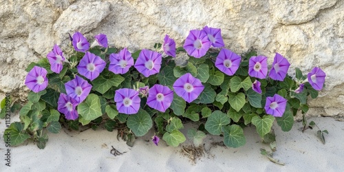 Vibrant Bayhops, also known as Beach morning glory or Goat s foot, create a stunning coastal landscape. This unique plant thrives in sandy environments, enhancing the beauty of coastal scenery. photo