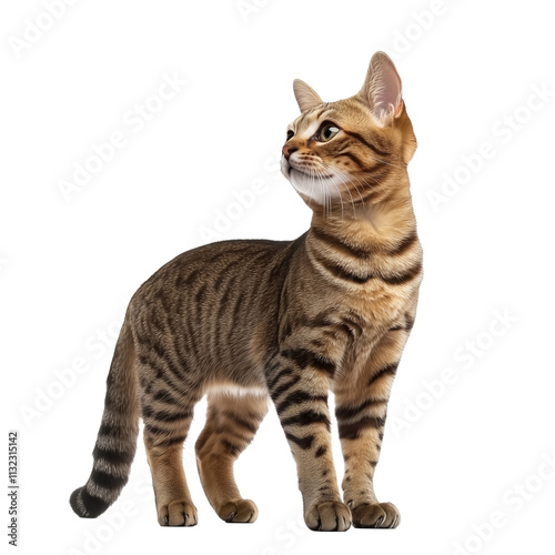 California spangled cat isolated on transparent background. PNG. Generated AI