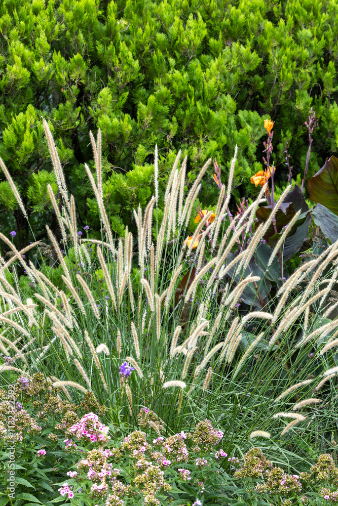 Fototapeta premium Pennisetum macrourum Tail Feathers grows beautifully in the garden.