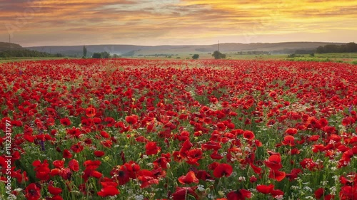 Slowly tracking shot of big red booming meadow of spring poppies at the sunset. HDR nature landscape video scene. Beautiful flowers and spring natural composition.