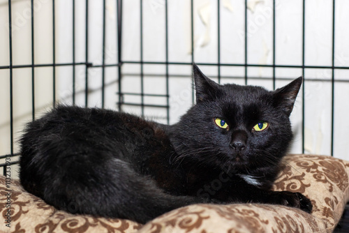 A sleek black cat is comfortably laying on a soft pillow inside a cage