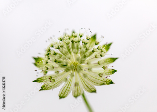 Close up of an astrantia flower in bloom