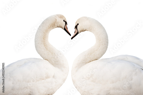 Obraz na płótnie Two swans forming a heart isolated on transparent background, png file, classic love and valentine's day symbol w salonie
