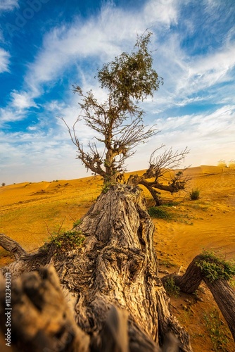 tree in the desert