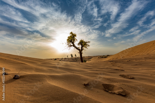 tree in the desert