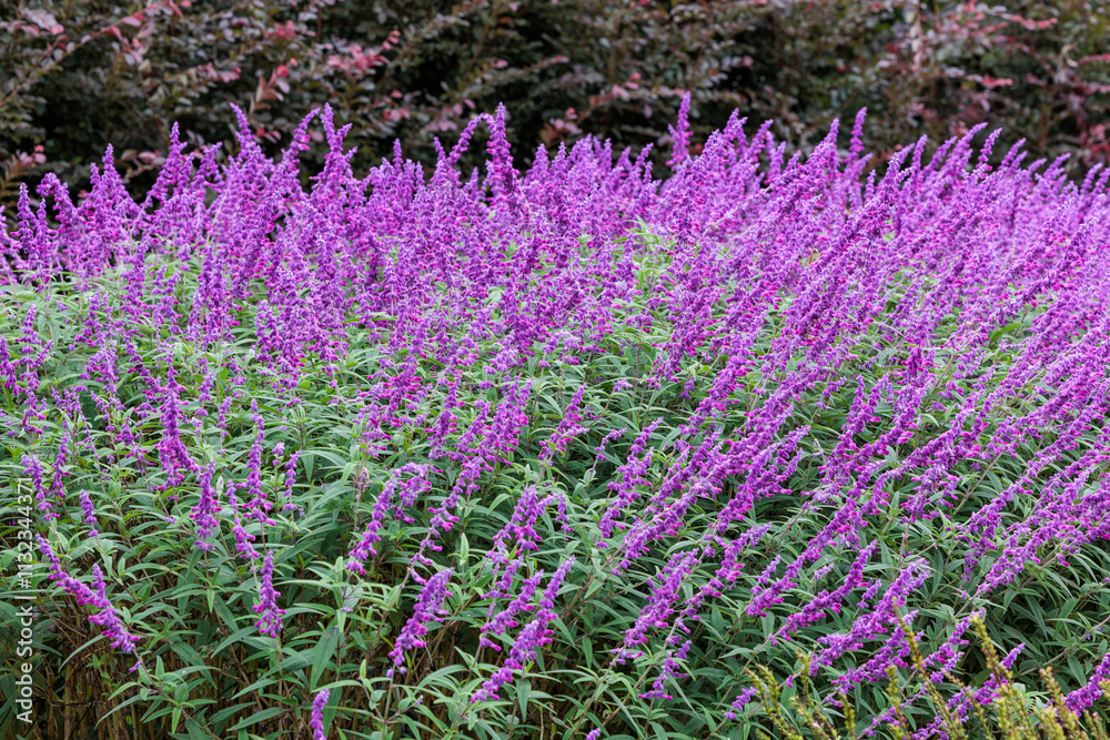 Obraz premium Salvia leucantha flowers in the garden blooming in autumn.